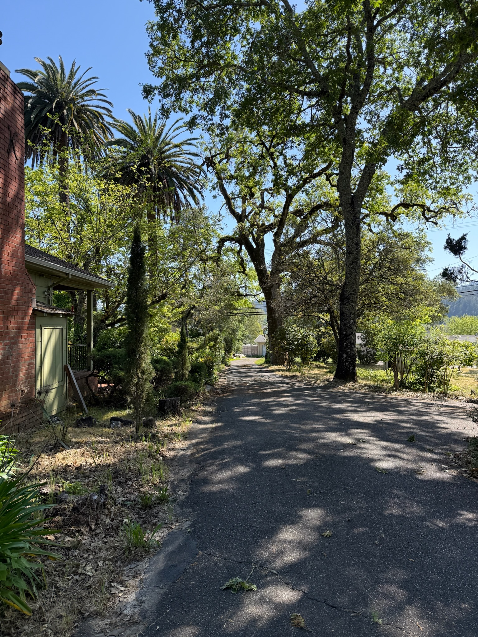 Tree-lined drive leading to your personal escape in the heart of Dry Creek Valley, surrounded by nature and world-class vineyards.