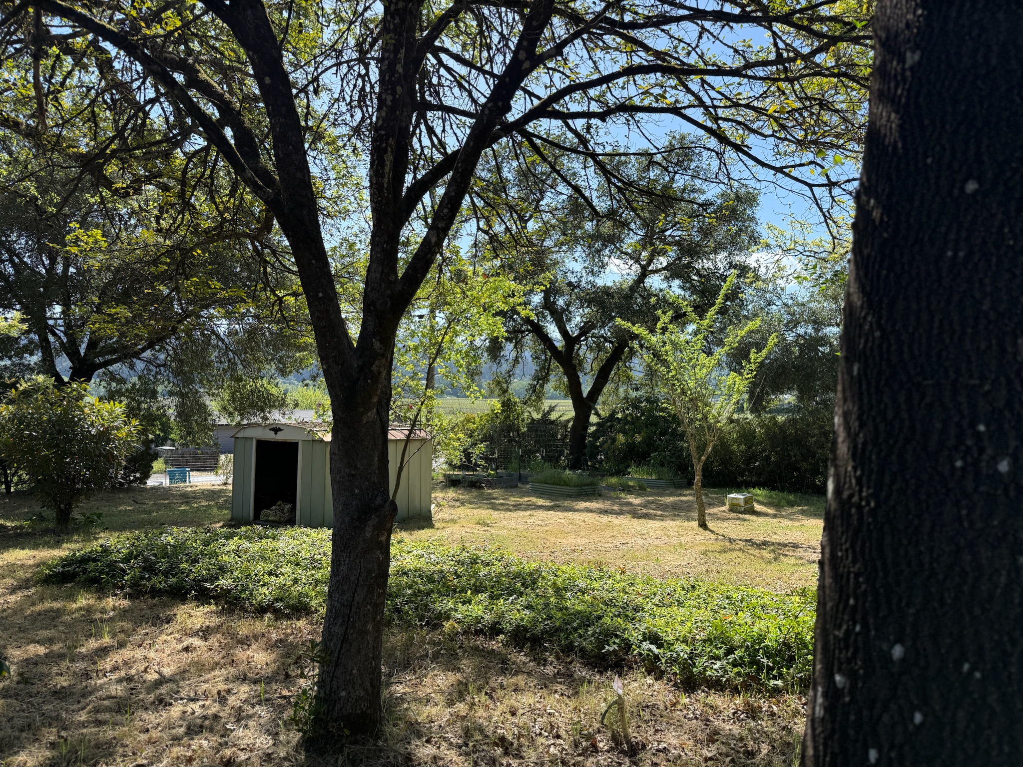 Peaceful backyard framed by heritage oaks and distant vineyard views — your private window into Dry Creek Valley's natural beauty.