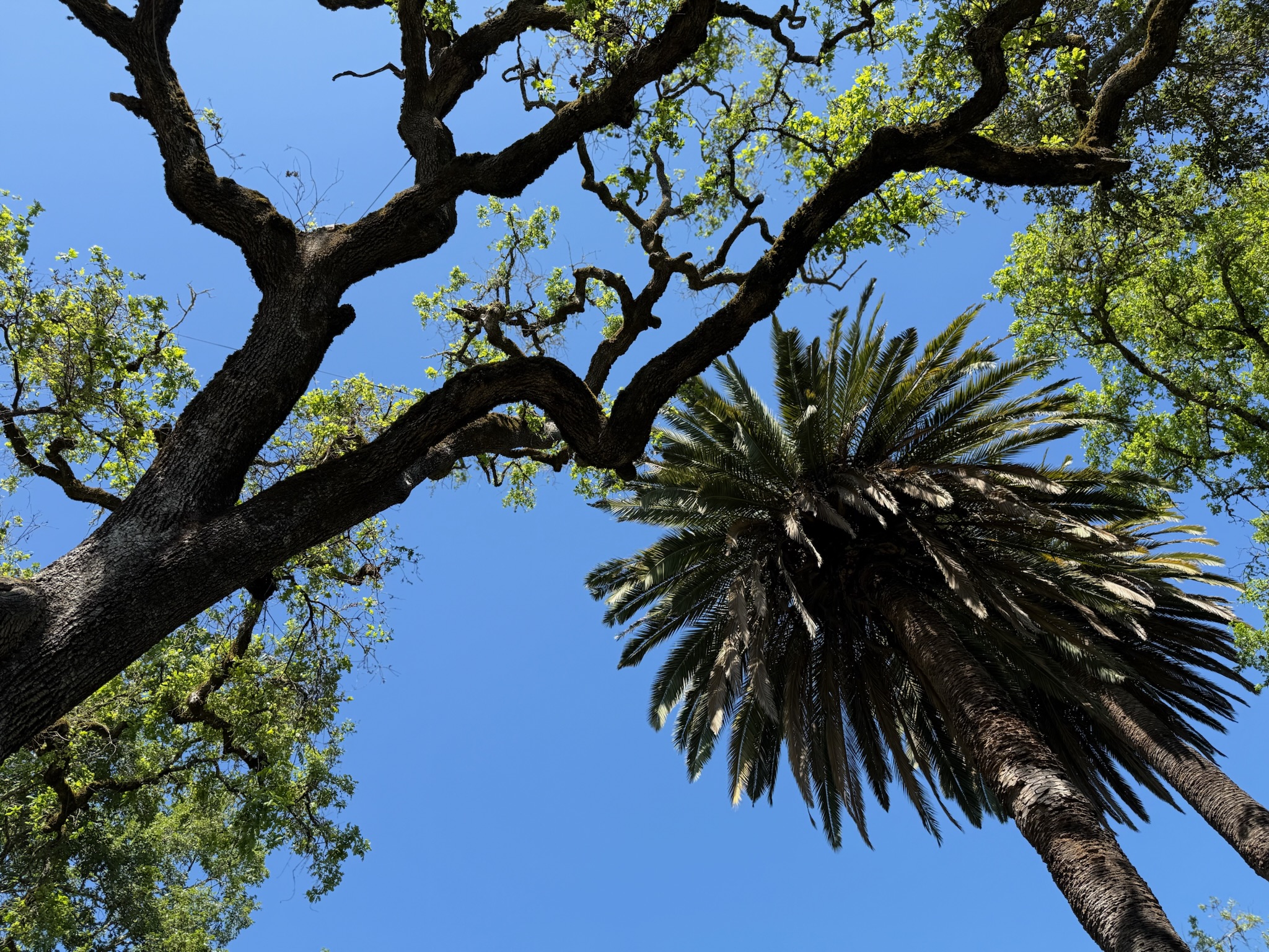 Palm and oak trees reach for the sky, blending old California beauty with the timeless rhythm of wine country.